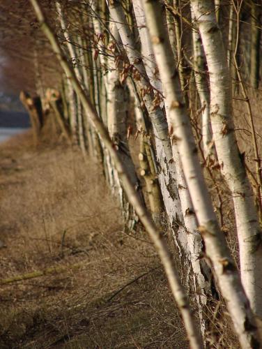 Grün wärs ja schöner ...