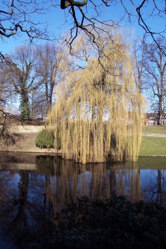 Erste Frühlingszeichen