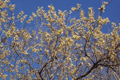 Weidenkätzchen