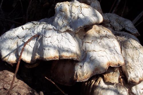 Überbleibsel aus dem Herbst