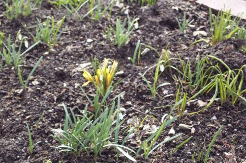 Und der erste Frühling ...