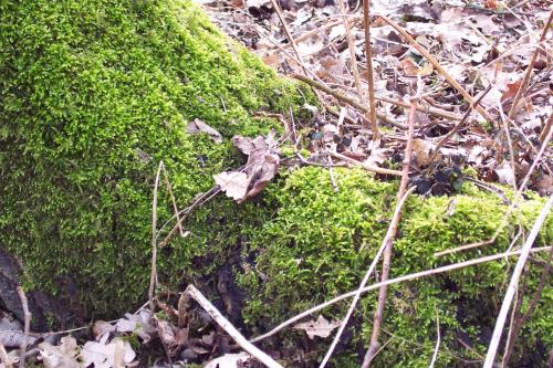 Und wieder mal ein Moosbuschel ...