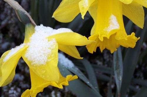 Frühling - das ich nicht lache
