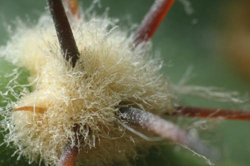 Stachelansatz eines Kaktus