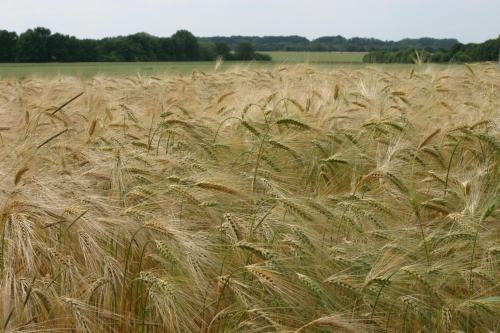 Ein nicht ganz weites Feld