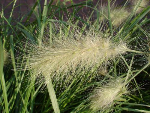 Wuschel Segge