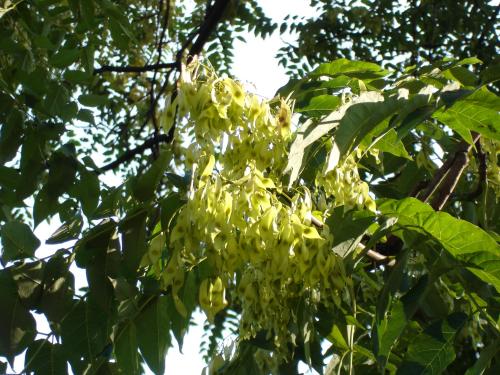 Herbst - Zeit der Früchte und Samen