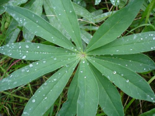 und immer wieder Regen