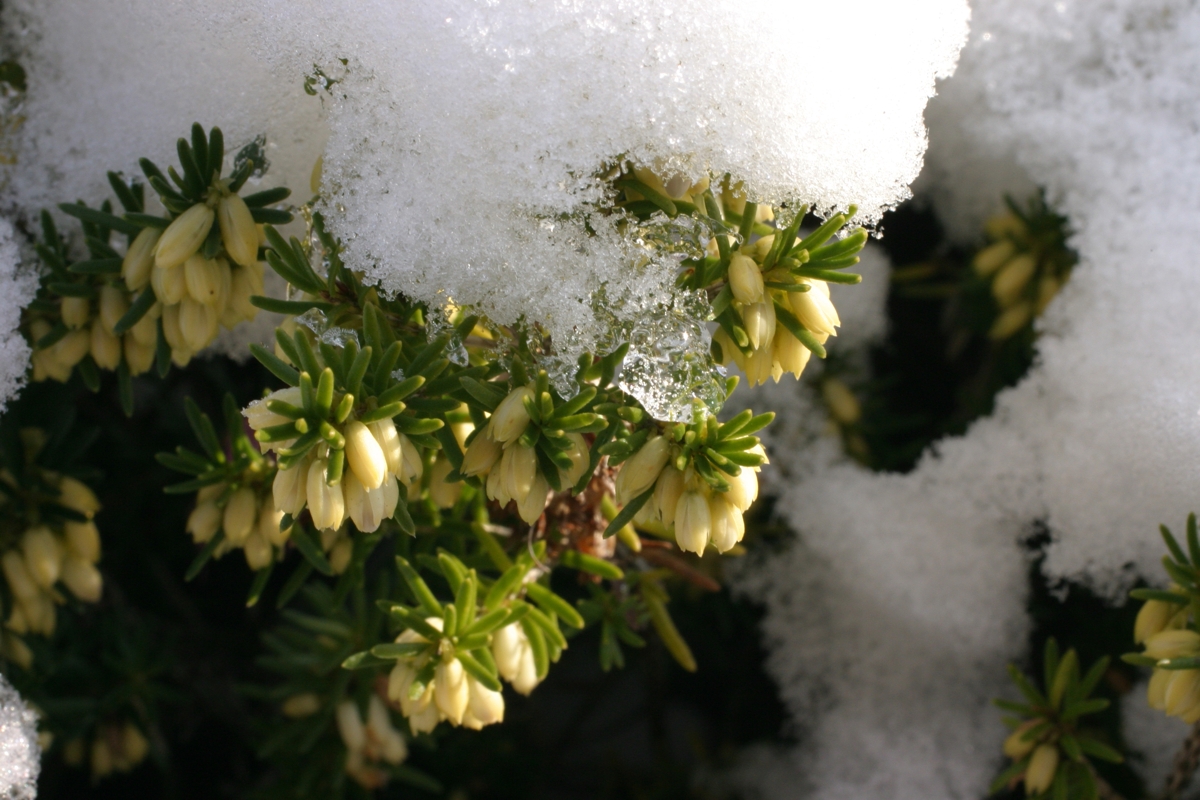 Schneeblumen - 1