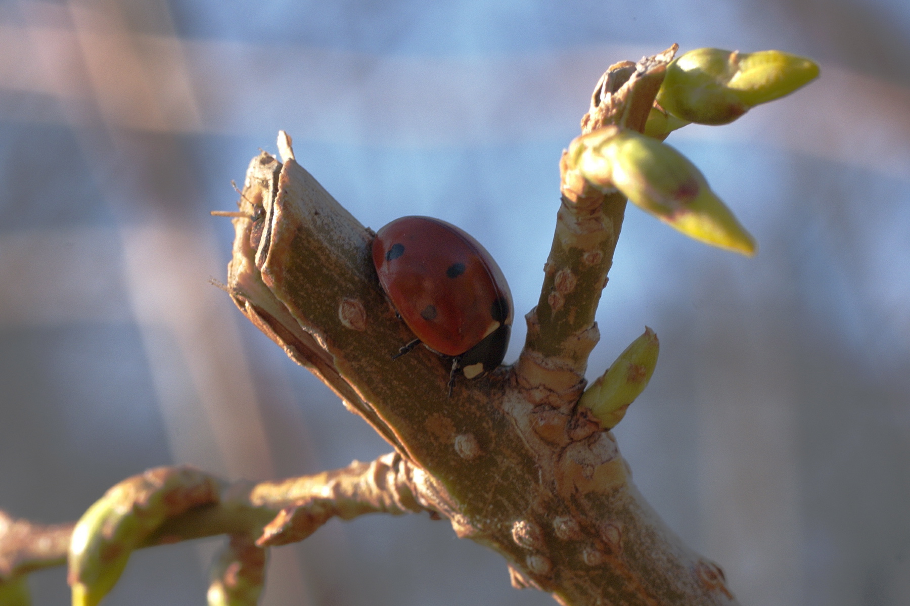 Mein neues Fotoblog - und der erste Marienkäfer
