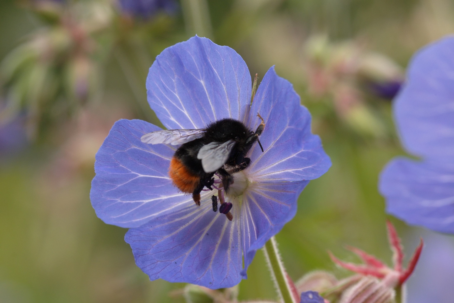 Mittagspause mit Makro