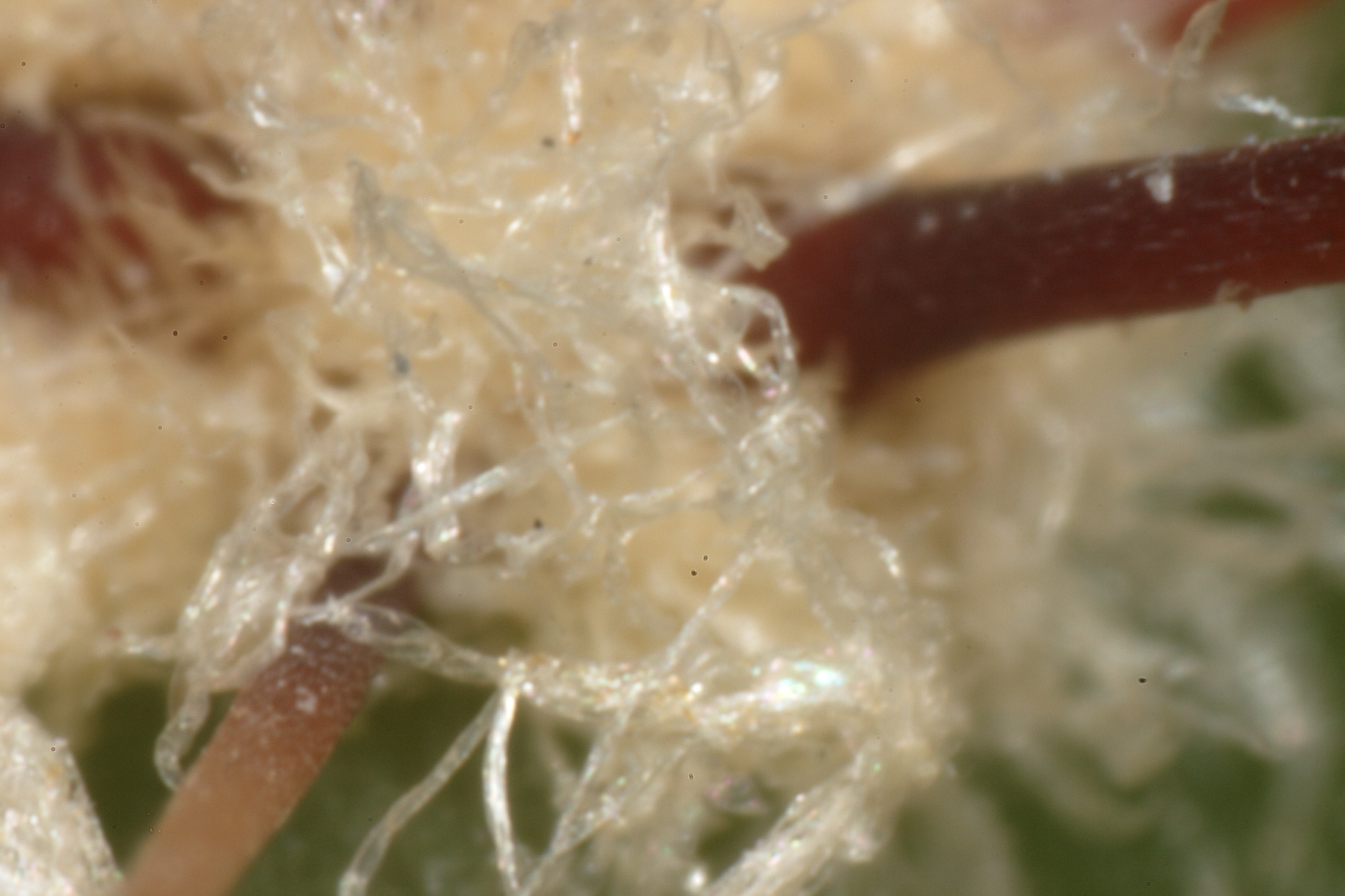 Kaktusstachelpolster