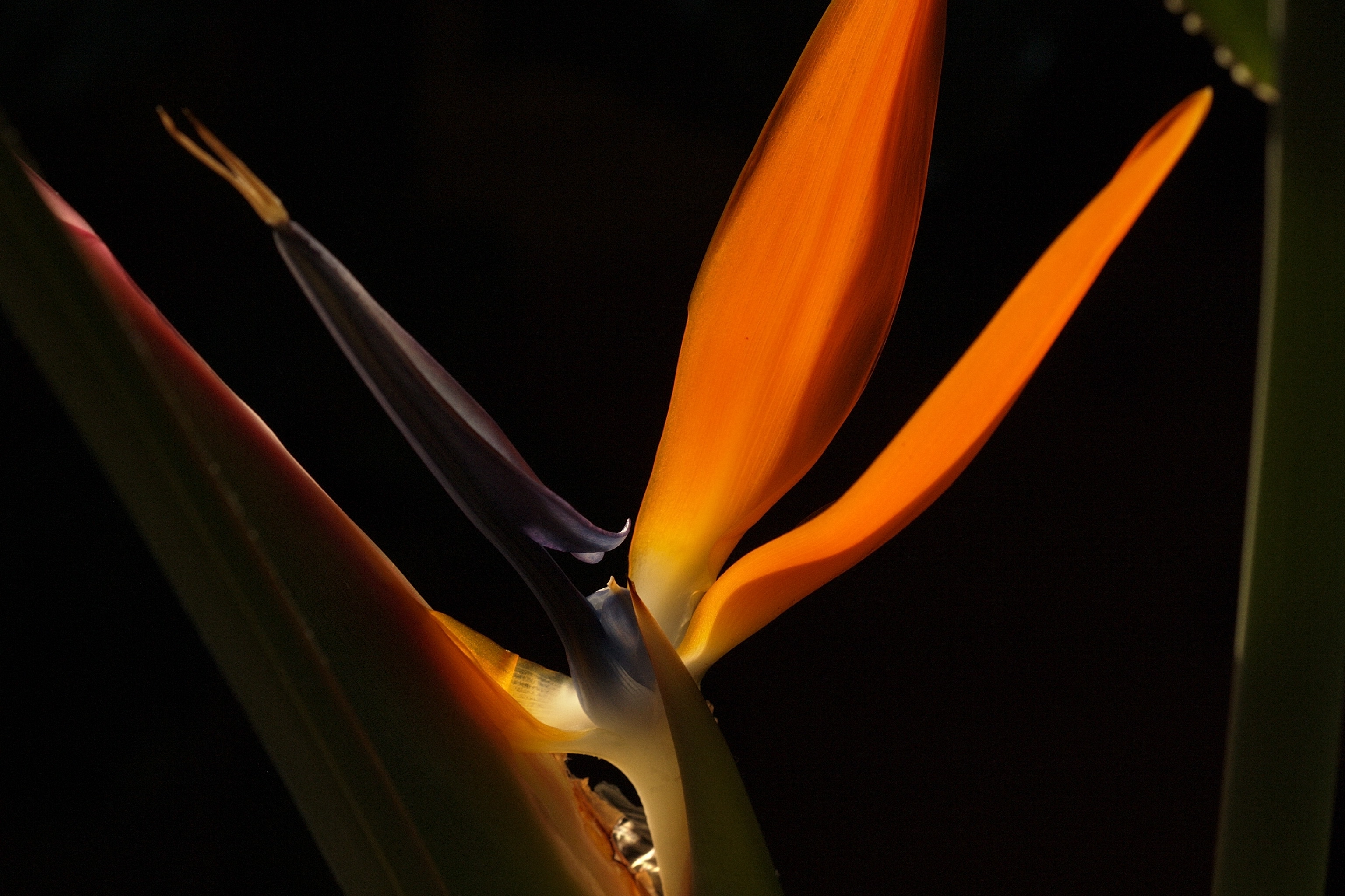 Strelitzia reginae