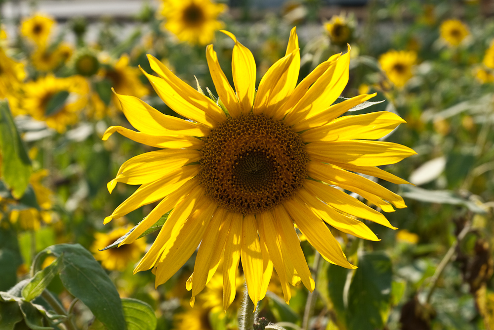 Sonnenblume